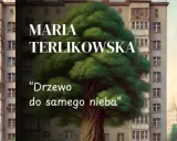 Duże, bujne drzewo wyrasta między blokami mieszkalnymi.