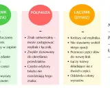 Porównanie myślnika, półpauzy i łącznika – znaki interpunkcyjne. Myślnik jest dłuższy, półpauza uniwersalna, a łącznik krótki.